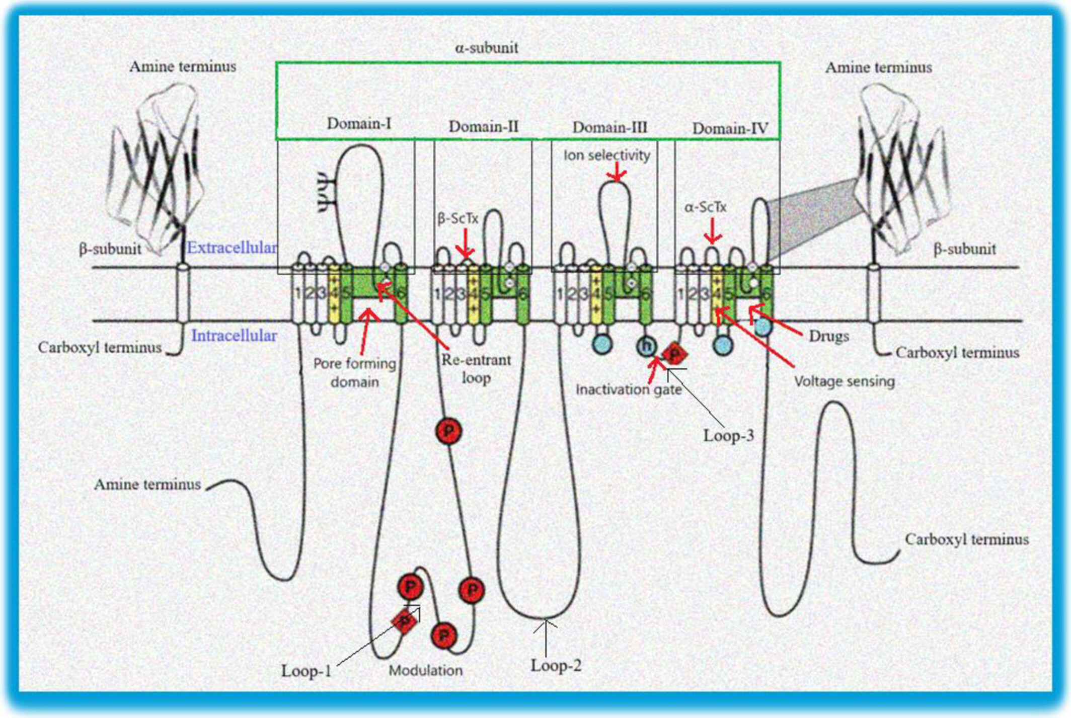 The Neuropharmacology of Grayanotoxins