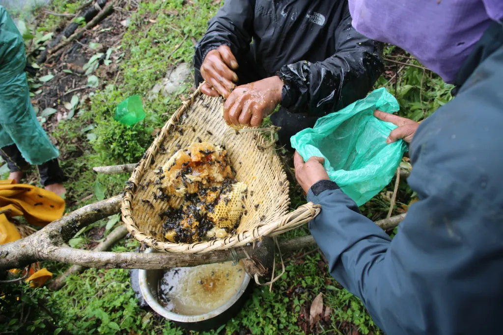 The Ancient History of Mad Honey: From Warfare to Medicine