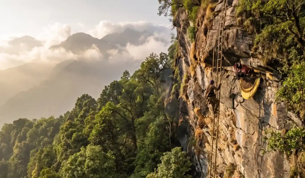 Gurung honey hunter climbing bamboo ladder on steep Himalayan cliff face to harvest wild honeycomb at golden hour