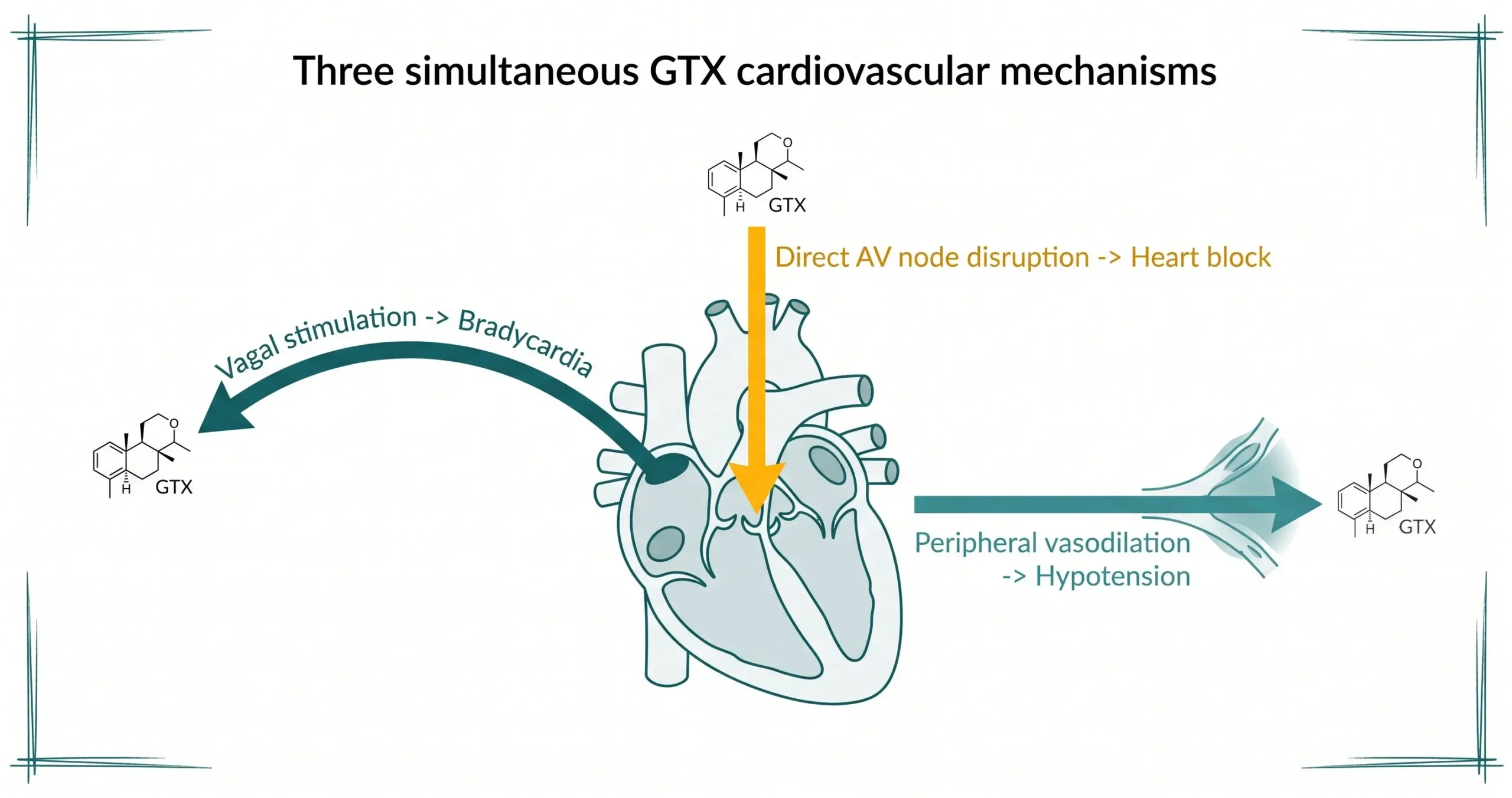 Mad Honey Cardiovascular Effects: Bradycardia, AV Block, and Hypotension Explained