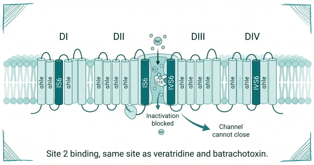 Diagram of voltage-gated sodium channel showing grayanotoxin GTX binding at Site 2 between IS6 and IVS6 segments blocking inactivation and preventing channel closure across four domains DI to DIV