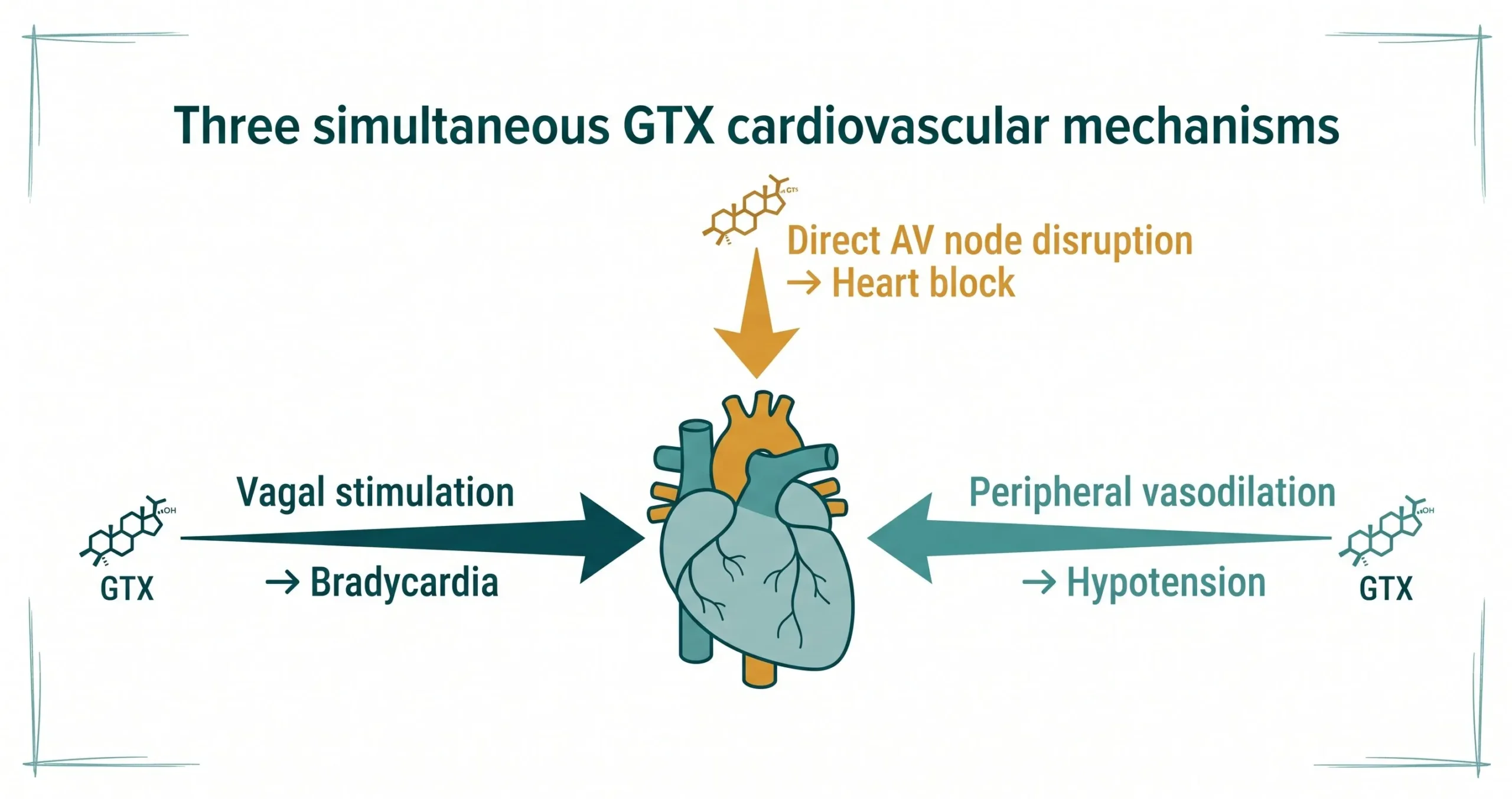 Mad Honey Cardiovascular Effects: Bradycardia, AV Block, and Hypotension Explained