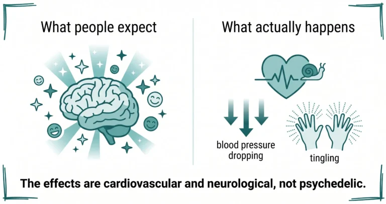 Split comparison. What people expect: euphoria and a psychedelic high. What actually happens: a slowed heart rate, blood pressure dropping and tingling in the hands. The effects are cardiovascular and neurological, not psychedelic.