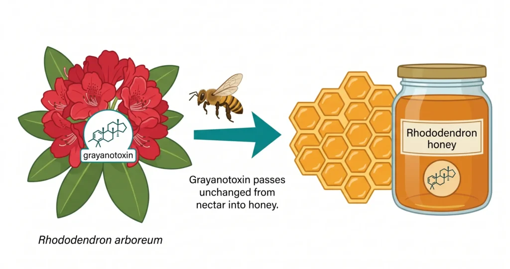 Diagram showing grayanotoxin passing unchanged from Rhododendron arboreum nectar through honeybee into rhododendron honey jar with honeycomb