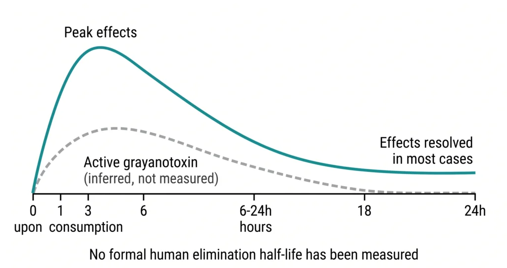 Graph showing grayanotoxin peak effects at 3 hours post-consumption with clinical effects resolving in most cases by 24 hours, with dashed line showing inferred active grayanotoxin levels