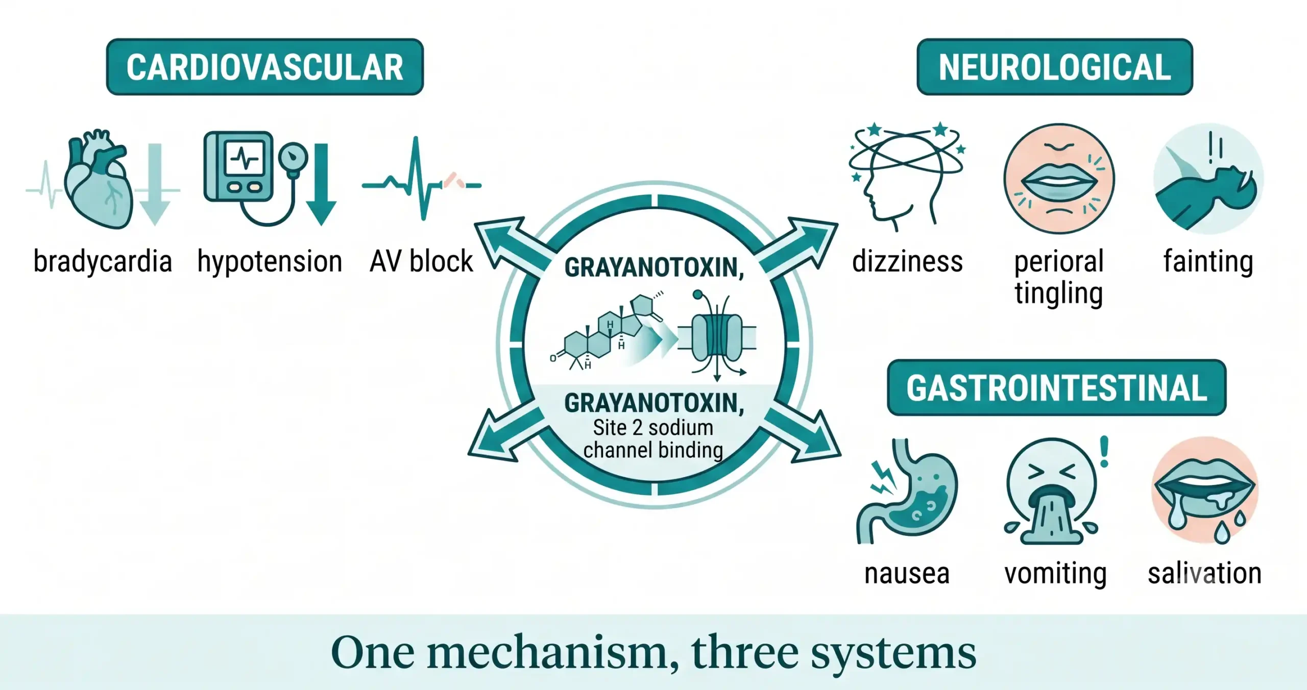The Mad Honey Toxidrome: A Systems-Level Look at Cardiovascular and Neurological Effects