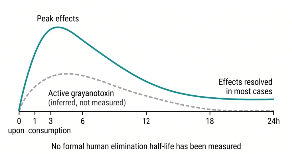 Graph showing grayanotoxin peak effects at 3 hours post-consumption with clinical effects resolving in most cases by 24 hours, with dashed line showing inferred active grayanotoxin levels