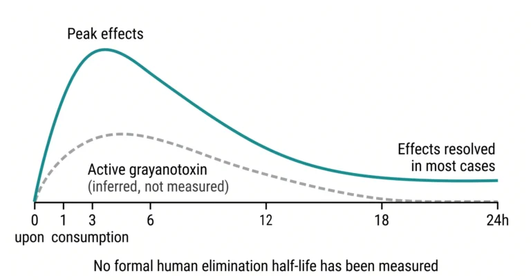 How Long Does Mad Honey Stay in Your System? Grayanotoxin Clearance and Half-Life