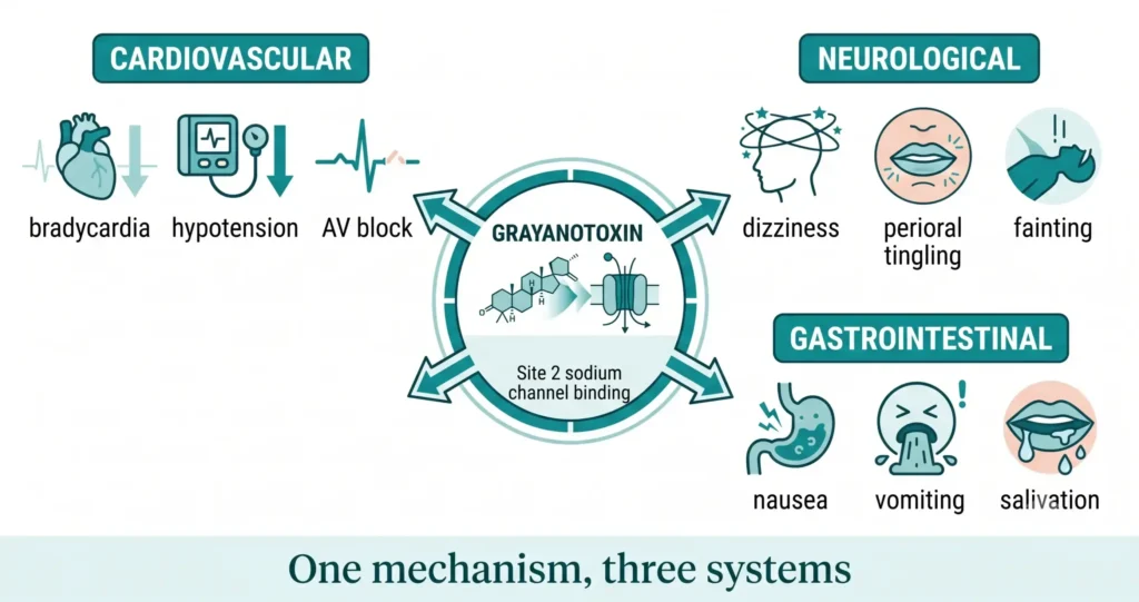 Infographic showing grayanotoxin Site 2 sodium channel binding causing one mechanism affecting three body systems: cardiovascular (bradycardia, hypotension, AV block), neurological (dizziness, perioral tingling, fainting) and gastrointestinal (nausea, vomiting, salivation)