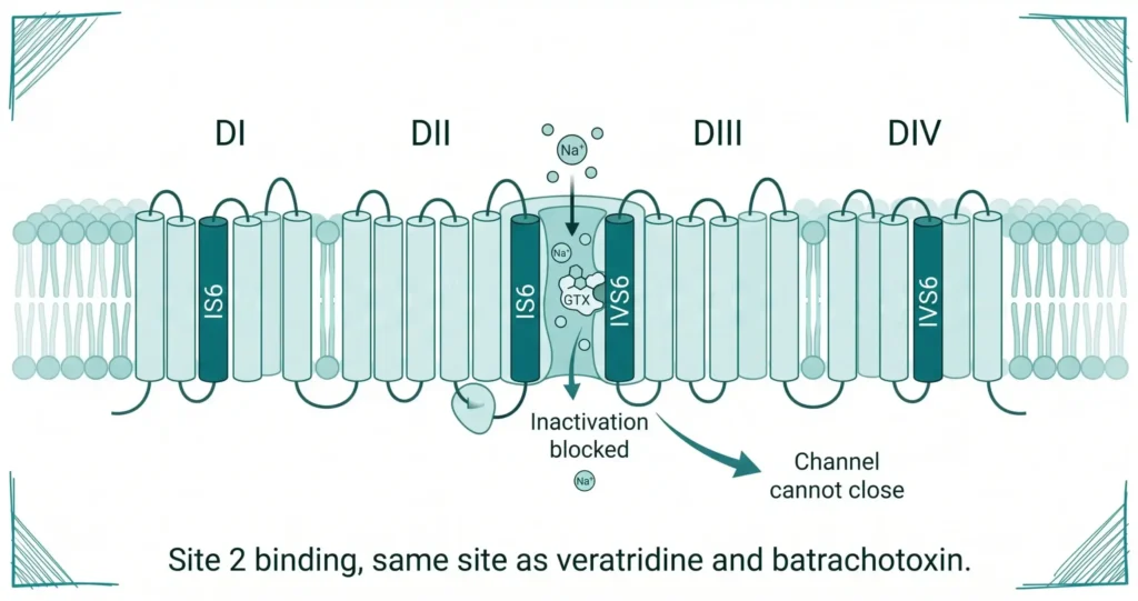 Diagram of voltage-gated sodium channel showing grayanotoxin GTX binding at Site 2 between IS6 and IVS6 segments blocking inactivation and preventing channel closure across four domains DI to DIV